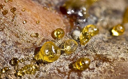 100 Pure Indian Frankincense Gum 4 Ounce