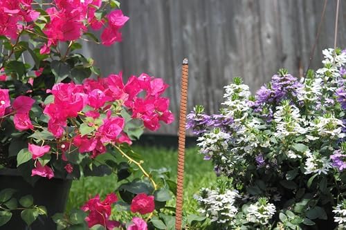 Flora Scent 12 Pack Mosquito Repellent Incense Sticks