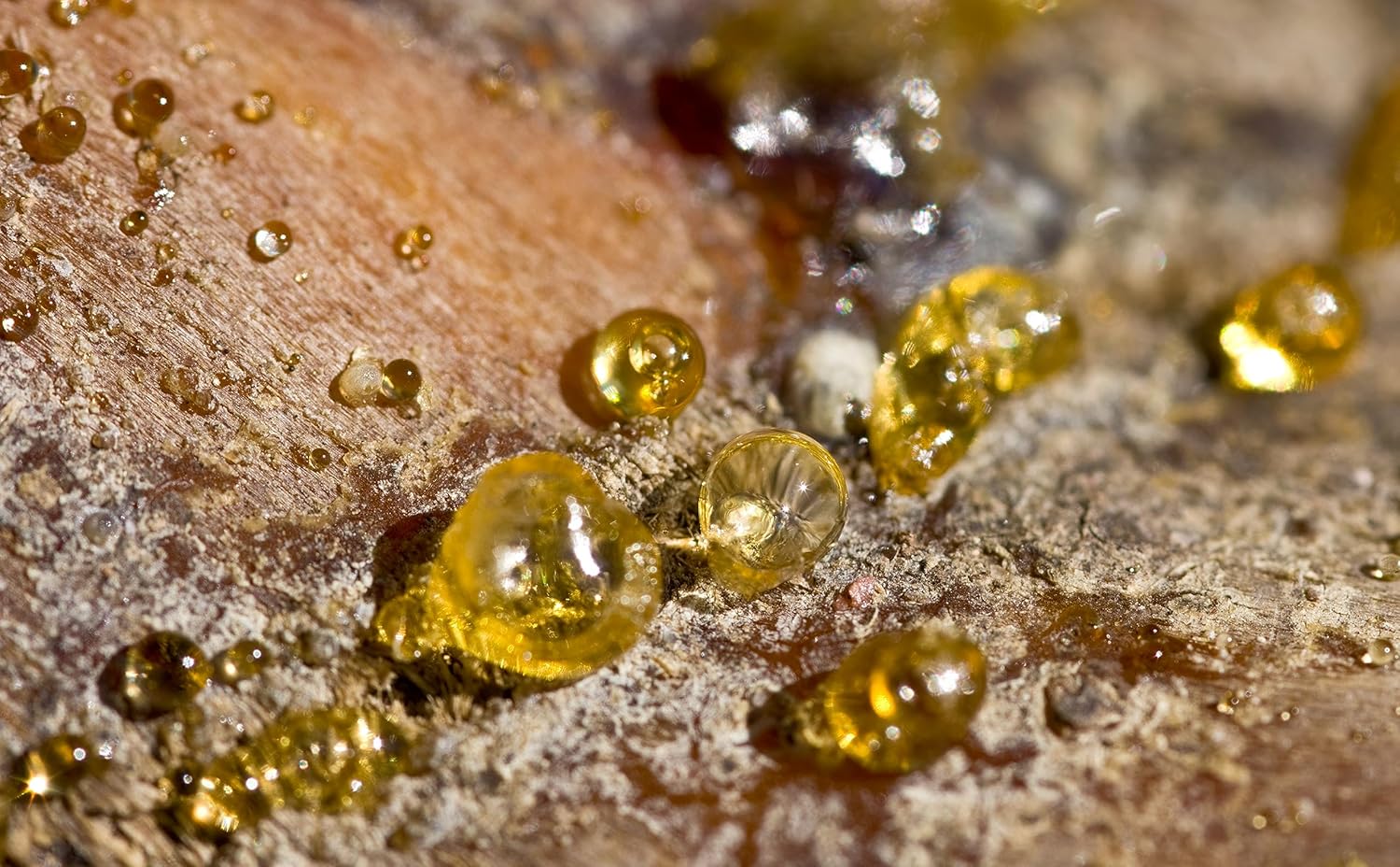 100 Pure Indian Frankincense Gum 4 Ounce